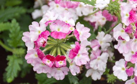 Verveine Fleurs Verbena Fleur Plantation Entretien Au Jardin