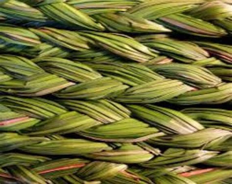 Sweet Grass Seeds Hierochloe Odorata Sacred Ceremonial