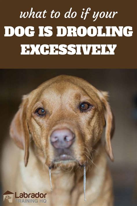 What To Do If Your Dog Is Drooling Excessively Labradortraininghq