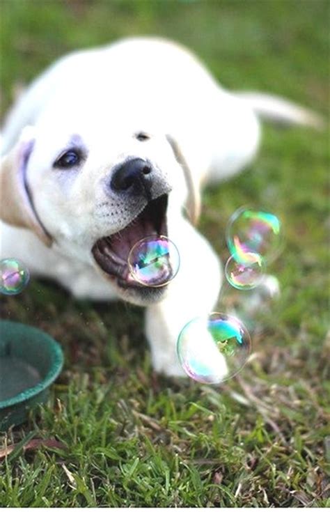Cute Doggie Playing With The Bubbles Cute Dog Pictures Cute Small