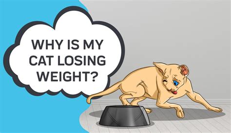Why Is My Cat Losing Weight Innovet Pet