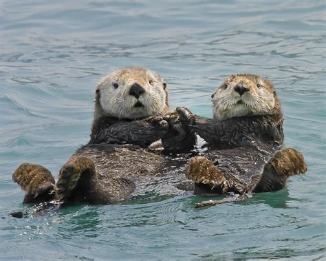 10 Of The Happiest Fact Ever Sea Otters Hold Hands When They Sleep