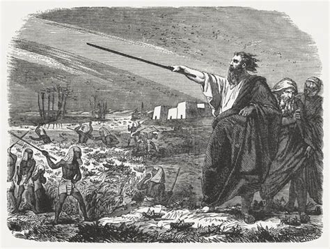 Locust plague in Egypt sparks biblical warning of END OF THE WORLD