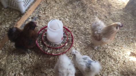 Heritage chickens are the most healthy ones. FEEDING OUR SILKIE CHICKENS LIVE CRICKETS - YouTube