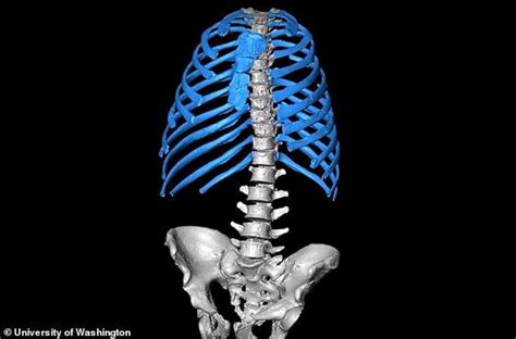 What organ is located is middle of chest under end of rib cage? Is our image of the ascent of man all wrong? - Nexus Newsfeed