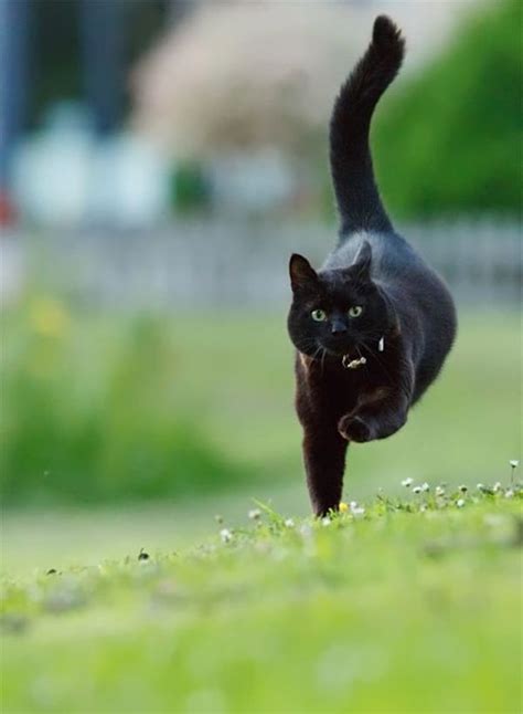 40 Beautiful Pictures Of Black Cats