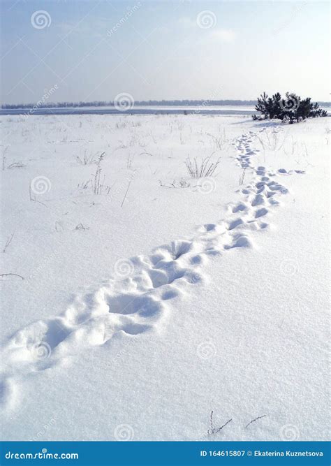 Snowy Winter Landscape On The Banks Of A Frozen River A Lot Of Snow