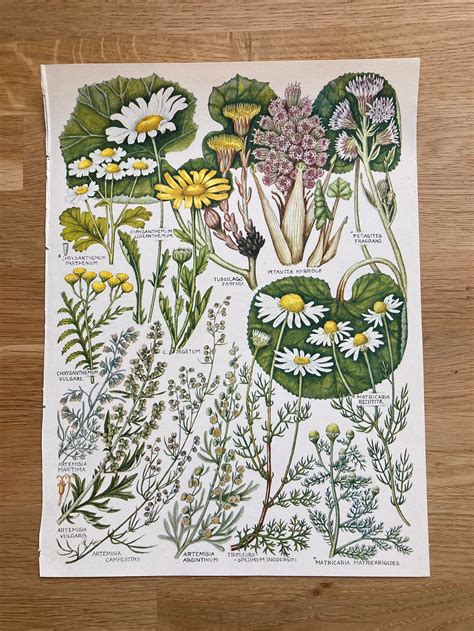 Vintage Botanical Book Illustration Daisy Floral Print Etsy