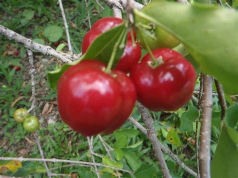 Amazon Com Heirloom Malpighia Glabra Acerola Barbados Cherry Rare
