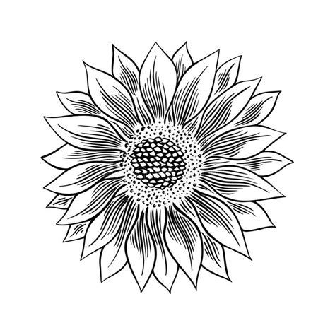 Sunflower Seed And Flower Drawing Set Hand Drawn Isolated Illustration