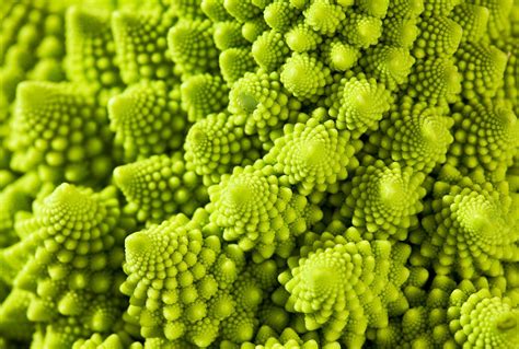 Romanesco Broccoli Naturally Grows In Striking Geometric Fractal