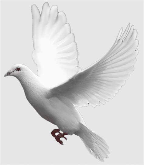 White Flying Pigeon Flying Pigeon Release Dove Domestication Rock