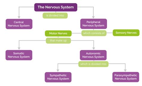 Nervous System Divisions Chart