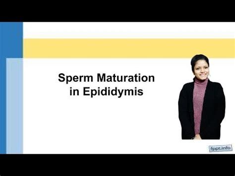 Sperm Maturation In Epididymis I Epidydimal Sperm Maturation I Reproductive Physiology YouTube