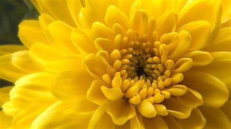 How Did The Chrysanthemum Become The Symbol Of The Japanese Emperor