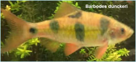 سمك باربدوس Barbodes - قوائم الاسماك - قوائم انواع الاسماك - معلومات ...