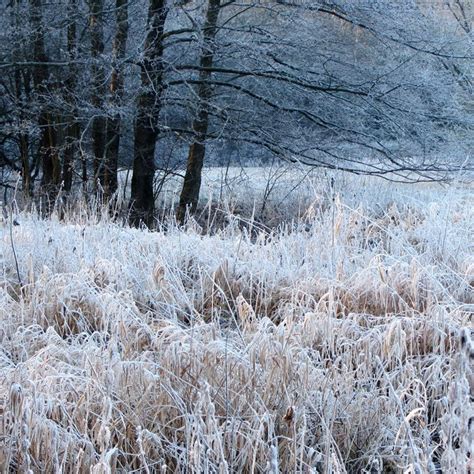 White Meadow By Rosaarvensis Meadow Winter Scenes Scenes