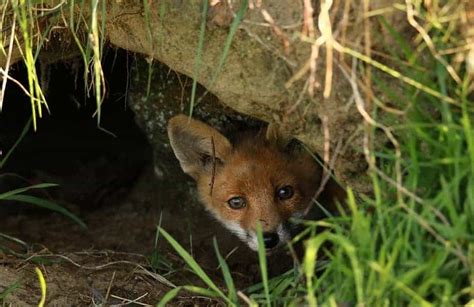 Whats A Fox Den Look Like How To Find One Survival Freedom