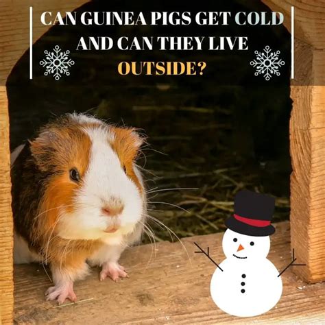 Can Guinea Pigs Get Cold And Can They Live Outside Guinea Pig Tube