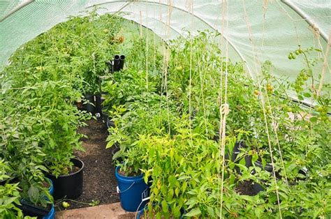 How To Grow Tomatoes In 5 Gallon Buckets Cromalinsupport