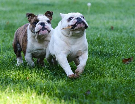 English Bulldogs A Comprehensive Guide Wise Puppy