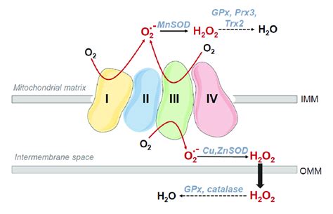 Sources Of Reactive Oxygen Species Ros In The Electron Transport