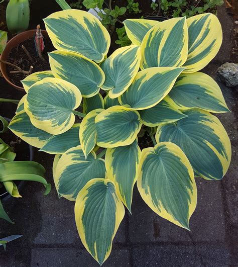 Hosta First Frost Check