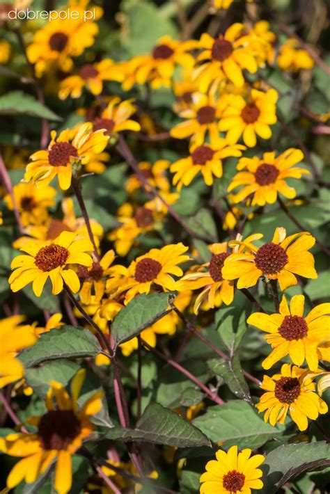 Szkółka Bylin Dobrepole Heliopsis Helianthoides Var Scabra Summer