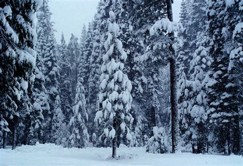 Winter Wallpapers Forest High Sierras Desktop