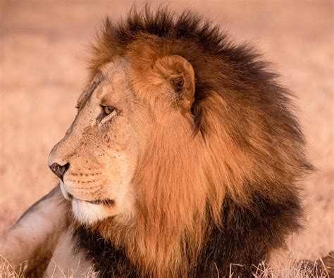 Black Lion Side Kenya 2022 Barry Morten Flickr