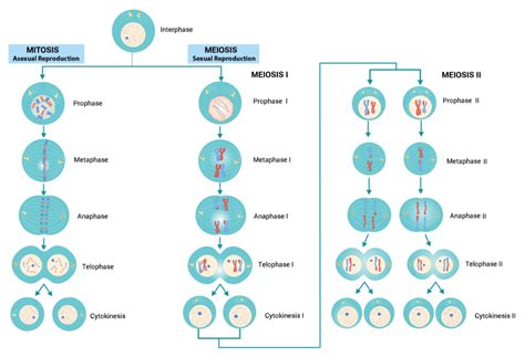 Meiosis Vs Mitosis Phases Histology The Best Porn Website