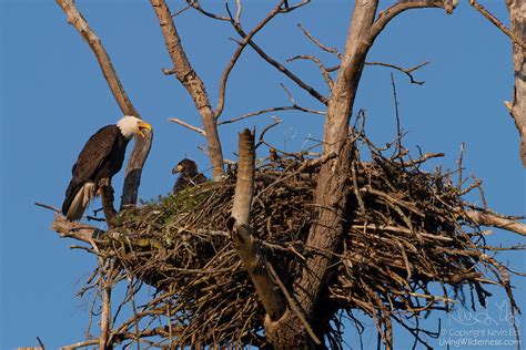 Bald Eagle Adult And Chick On Nest Puyallup Washington Living Wilderness Nature Photography