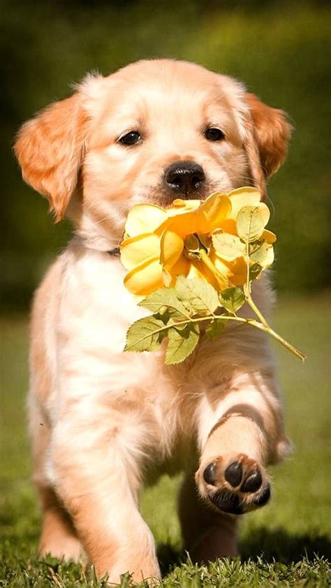 Cute Golden Retriever Puppy Wallpapers Download MobCup