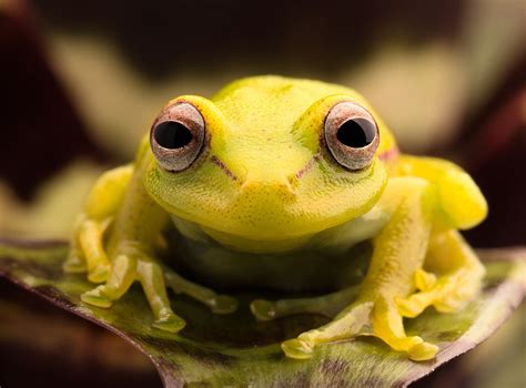 The Polka Dog Tree Frog First Fluorescent Frog Discovered Argentina