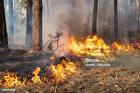 Kebakaran Hutan Sedang Berlangsung Foto Stok Unduh Gambar Sekarang
