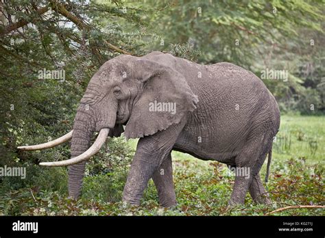 African Elephant Loxodonta Africana Bull Ngorongoro Crater Tanzania