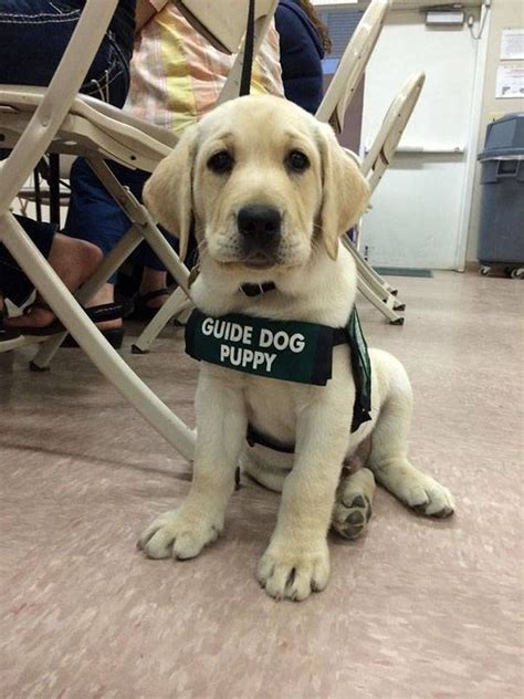 The best site to see, rate and share funny memes! 20 Amazing Puppies First Day Of Work - I Can Has ...
