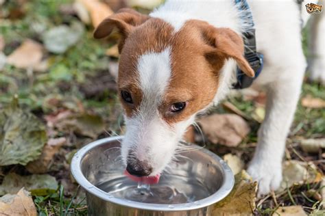 Place the water in a shallow bowl so your puppy can't fall in, although he's likely to climb in initially and get himself wet. What Drinks can Dogs Have Apart from Water? | Pets4Homes