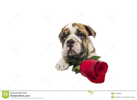 English Bulldog Puppy Stock Photo Image Of Animal Valentine 54436632