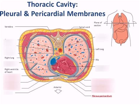 Pleural And Pericardial Membranes Diagram Quizlet