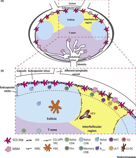 Subcapsular Sinus Macrophages The Seat Of Innate And Adaptive Memory