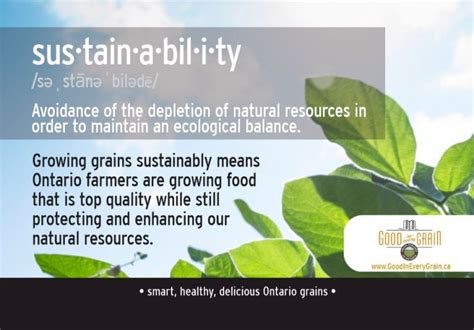 How Are Grain Farmers Protecting Our Environment Good In Every Grain