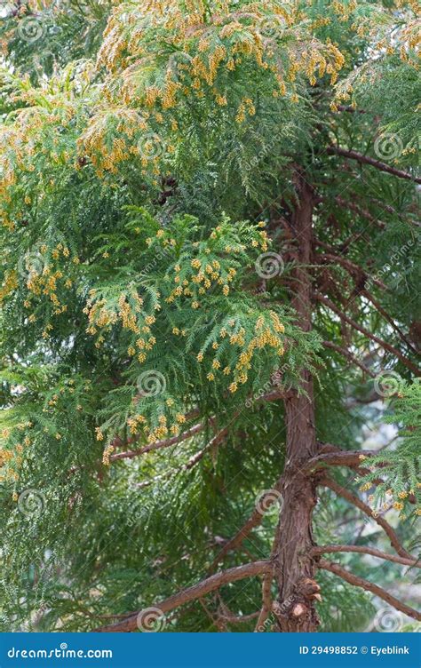 Japanese Cedar Tree Seed Pods Stock Photography