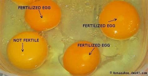 Fertilized Eggs With Images Egg Laying Chickens Best Egg Laying
