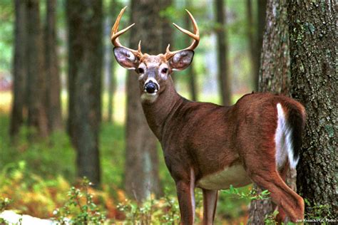 Stricter Poaching Rules Take Effect In Pennsylvania