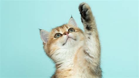 Dit Zijn De Populairste Kattennamen Van Images And Photos Finder