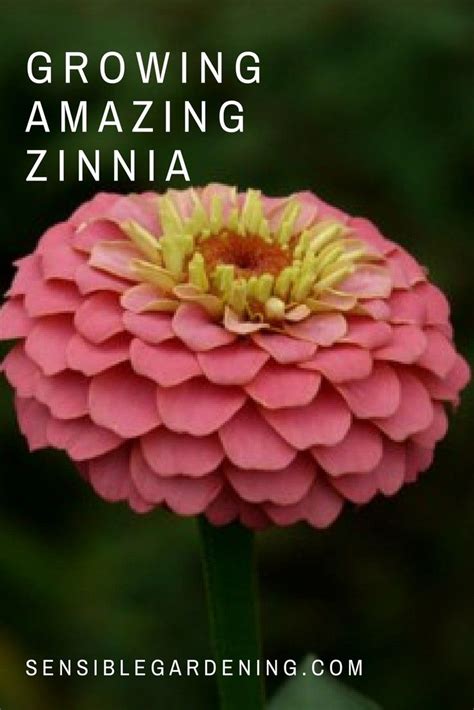 Six Steps To Amazing Zinnias Zinnias Zinnia Garden Zinnia Flowers