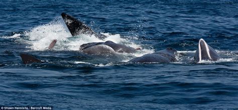 Clash Of The Titans Amazing Pictures Of Killer Whales Attacking Pod Of