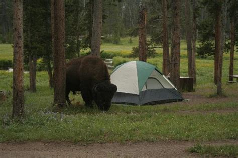 Maybe you would like to learn more about one of these? Camping In Yellowstone National Park • Travel Tips