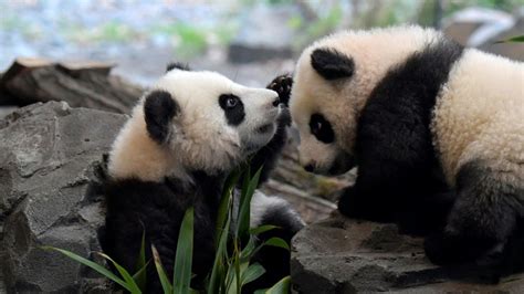 Pandas Im Berliner Zoo Video Zeigt Süße Zwillinge Beim Tollen Wazde